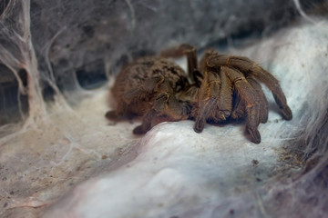 a large tarantula