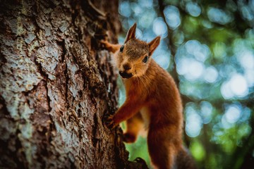 Белка на дереве
