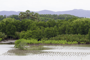 The coastal fisheries in Chanthaburi province, Thailand, แหล่งท่องเที่ยว bridge Chanthaburi.