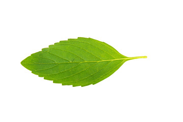 Obraz premium mint leaves on white background
