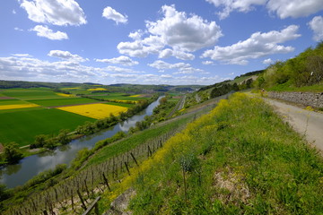 Naklejka premium Landschaft und Weinberge bei Stetten, Landkreis Main-Spessart, Unterfranken, Bayern, Deutschland