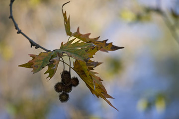 Dry leaf is the symbol of the beginning of autumn