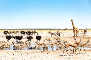 Etosha National Park, Namibia, wildlife at the waterholes - obrazy, fototapety, plakaty