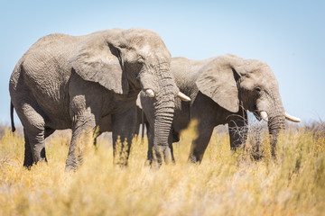 Etosha National Park, Namibia, wildlife at the waterholes