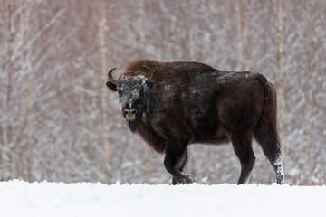 Wild European bison,bull (male). Majestic powerful adult Aurochs ( Wisent ) in winter time, Belarus. Wildlife scene from nature With Brown Bison. Aurochs With muzzle in the snow standing on field. © Vlad Sokolovsky