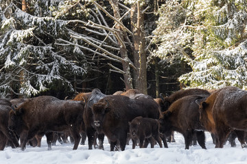 Wild European Aurochs ( Wisent ),Calf And Mother.The Calf And Mother Of Brown Bison ( Bison Bonasus ) Are Standing On The Background Of Common Herd On A Snowy Field. Wildlife Animals In Winter.Belarus © Vlad Sokolovsky