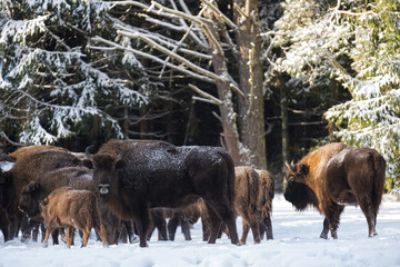 Wild European Brown Bison ( Bison Bonasus ). Majestic Powerful Adult Aurochs ( Wisent ) In Winter Forest, Belarus. Female Of Brown Bison ( Bison Bonasus )  Standing On The Background Of Common Herd