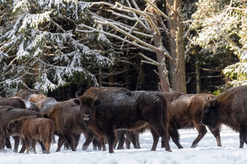 Female Of Wild European Brown Bison ( Bison Bonasus ) In Winter Pine Forest. Adult Aurochs ( Wisent ), Symbol Of The Republic Of Belarus. Bison ( Bison Bonasus )  Standing On Background Of Common Herd