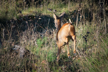 Roe deer jumping