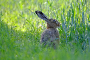 Feldhase, Lepus europaeus