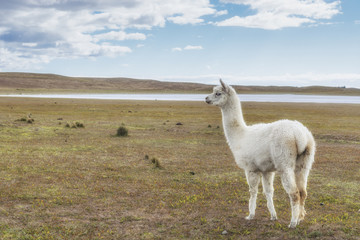 Fototapeta premium Llama in pampas. Argentina, Patagonia. South America.