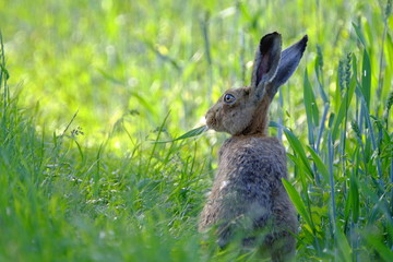 Feldhase, Lepus europaeus