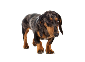 Fototapeta premium sad dachshund dog looks