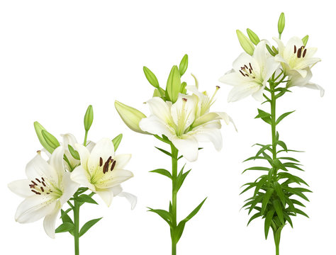Fresh white lilies