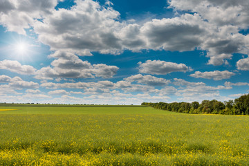Yellow rapeseed field with trees in the background