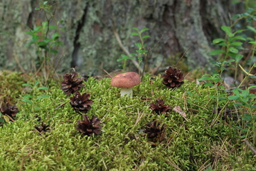 fungus and cones in the moss