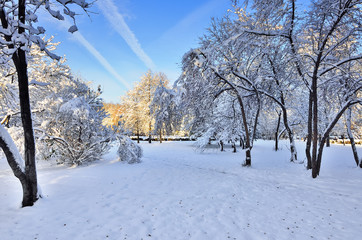  Sunny winter landscape in city park