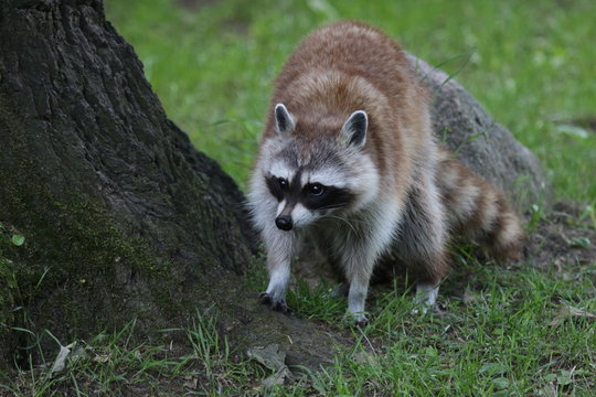 Waschb&auml;r