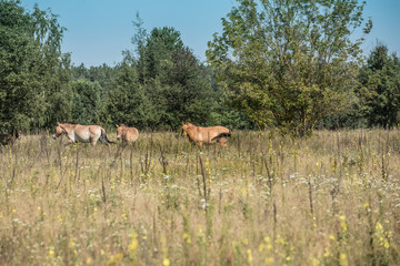 Naklejka na ściany i meble wild Przewalski horses in the Chernobyl exclusion zone