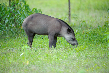 Brazilian Tapir (Tapirus terrestris) AKA South American Tapir, The Pantanal, Mato Grosso, Brazil