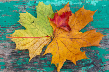Multicolored leaves on a wooden surface stylized under the dial. Autumn background