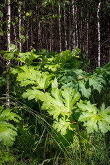 Large thickets of Heracleum