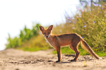 young fox on the road