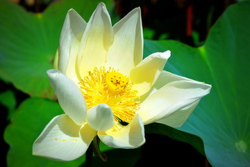 Lotus Flower blooming