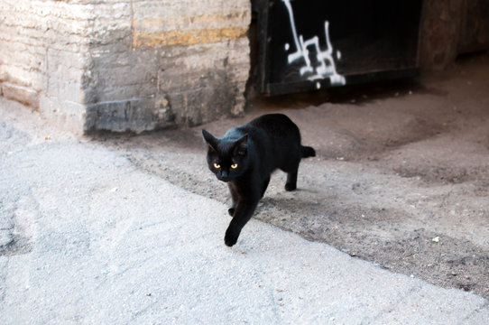 A Black Cat Cross Road