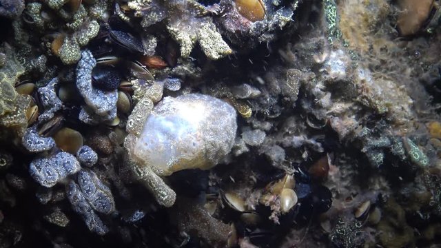 Dirty Sea-squirt (Ascidiella aspersa) and Botryllus schlosseri, commonly known as the star ascidian or golden star tunicate