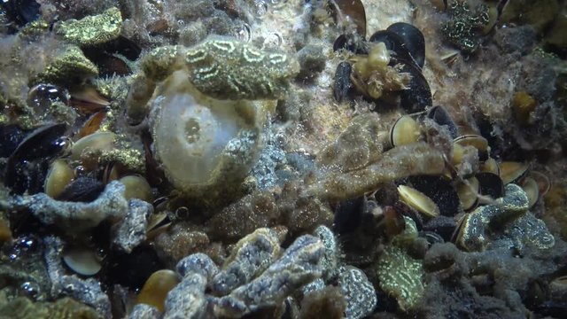 Dirty Sea-squirt (Ascidiella aspersa) and Botryllus schlosseri, commonly known as the star ascidian or golden star tunicate