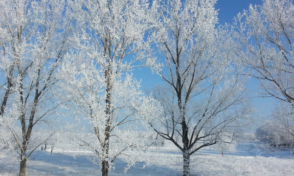 Frozen trees in winter
