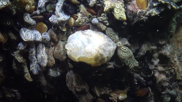 Dirty Sea-squirt (Ascidiella aspersa) and Botryllus schlosseri, commonly known as the star ascidian or golden star tunicate