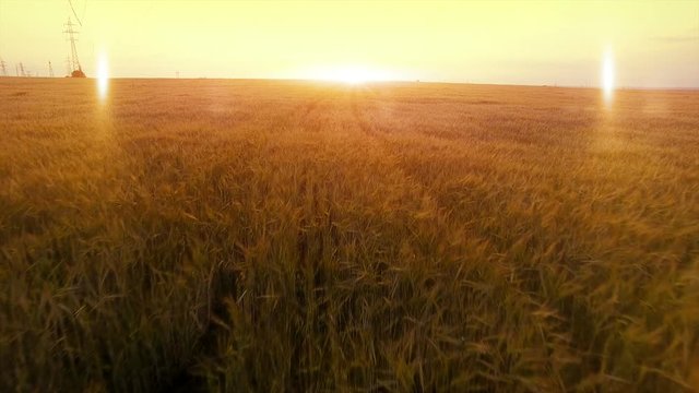 AERIAL long warm evening sunset fly over wheat rye oats millet agriculture harvest field.