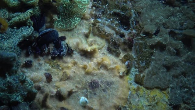 Botryllus schlosseri, commonly known as the star ascidian or golden star tunicate, is a colonial ascidian tunicate that grows on slow-moving, submerged objects