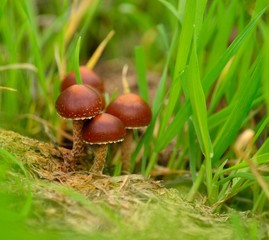 Group of small mushrooms between the green grass