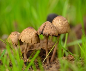 Group of small mushrooms starting to dry