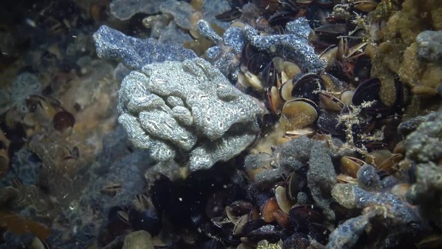 Botryllus schlosseri, commonly known as the star ascidian or golden star tunicate, is a colonial ascidian tunicate that grows on slow-moving, submerged objects