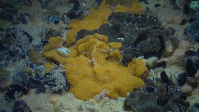 Botryllus schlosseri, commonly known as the star ascidian or golden star tunicate, is a colonial ascidian tunicate that grows on slow-moving, submerged objects