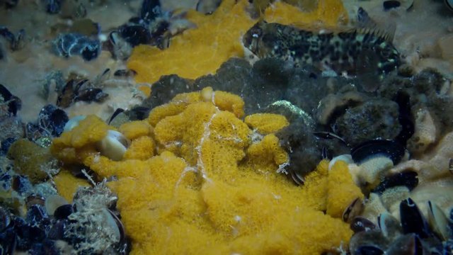 Botryllus schlosseri, commonly known as the star ascidian or golden star tunicate, is a colonial ascidian tunicate that grows on slow-moving, submerged objects