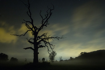 Night sky over dead oaks