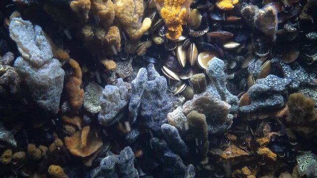 Botryllus schlosseri, commonly known as the star ascidian or golden star tunicate, is a colonial ascidian tunicate that grows on slow-moving, submerged objects