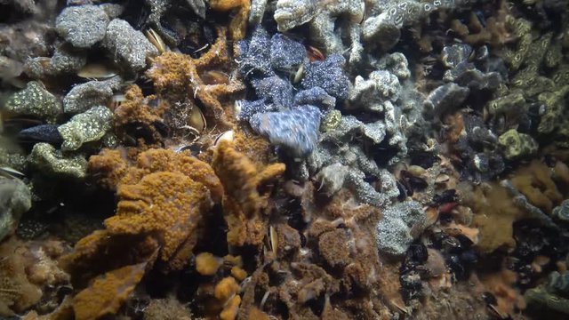 Botryllus schlosseri, commonly known as the star ascidian or golden star tunicate, is a colonial ascidian tunicate that grows on slow-moving, submerged objects