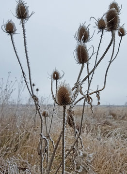 Wilted thistle in a frozen field