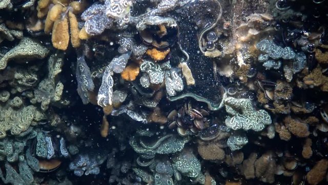 Botryllus schlosseri, commonly known as the star ascidian or golden star tunicate, is a colonial ascidian tunicate that grows on slow-moving, submerged objects