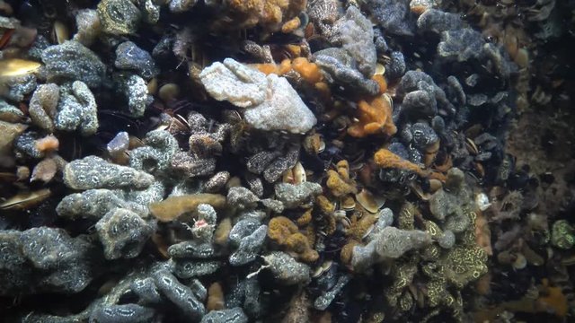 Botryllus schlosseri, commonly known as the star ascidian or golden star tunicate, is a colonial ascidian tunicate that grows on slow-moving, submerged objects
