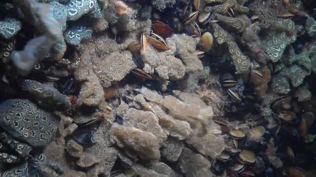 Botryllus schlosseri, commonly known as the star ascidian or golden star tunicate, is a colonial ascidian tunicate that grows on slow-moving, submerged objects