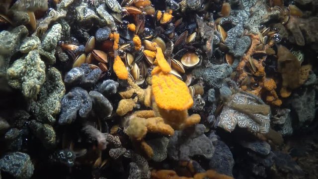 Botryllus schlosseri, commonly known as the star ascidian or golden star tunicate, is a colonial ascidian tunicate that grows on slow-moving, submerged objects