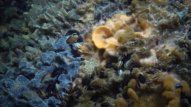 Botryllus schlosseri, commonly known as the star ascidian or golden star tunicate, is a colonial ascidian tunicate that grows on slow-moving, submerged objects