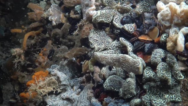 Botryllus schlosseri, commonly known as the star ascidian or golden star tunicate, is a colonial ascidian tunicate that grows on slow-moving, submerged objects